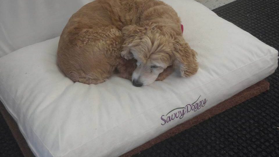 The Good And Bad Of Letting Your Dog Sleep In Your Bed With You