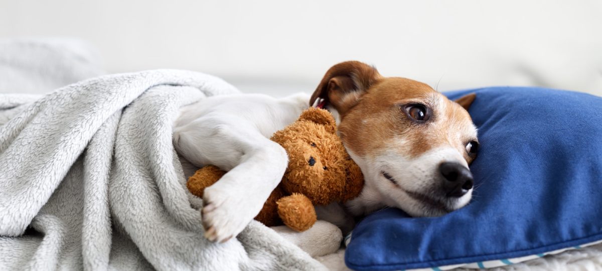 A dog having a great sleeping experience tucked under the blankets.