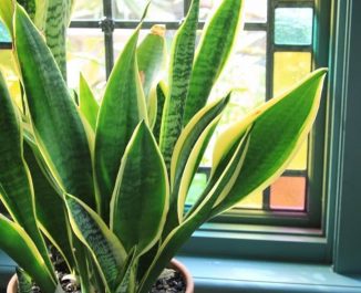 5 Bedroom Plants For Better Sleep & How To Take Care Of Them