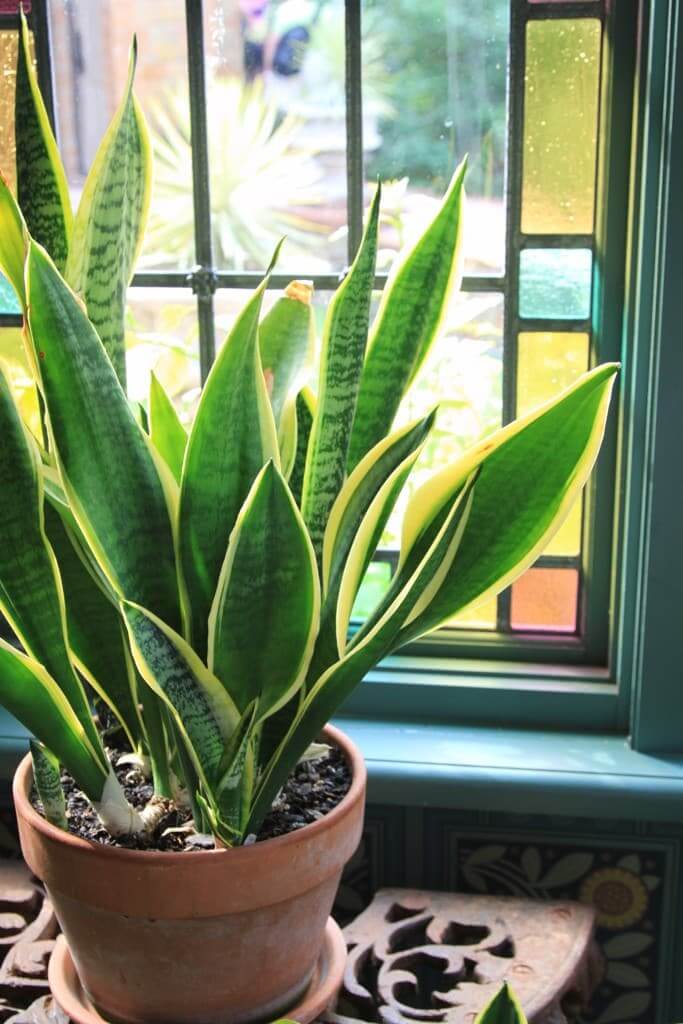 5 Bedroom Plants For Better Sleep & How To Take Care Of Them