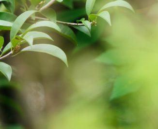 Eco friendly plants for mattresses