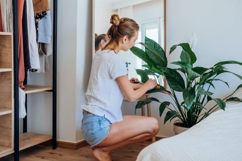 Young woman cleaning plant in bedroom. girl in casual clothes takes care of plants at home. Hobby